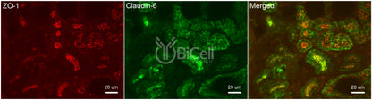 Claudin-6 (CLDN6) Antibody - Western Blot Validated