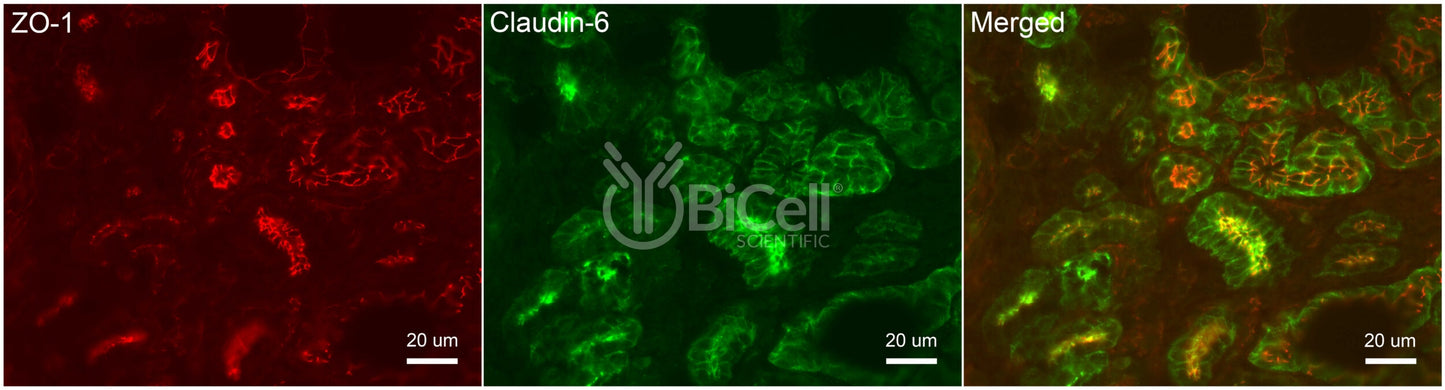 Claudin-6 (CLDN6) Antibody - FFPE Validated