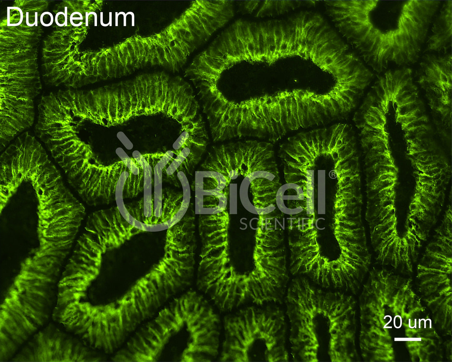 Claudin-7 (CLDN7) Antibody - FFPE Validated