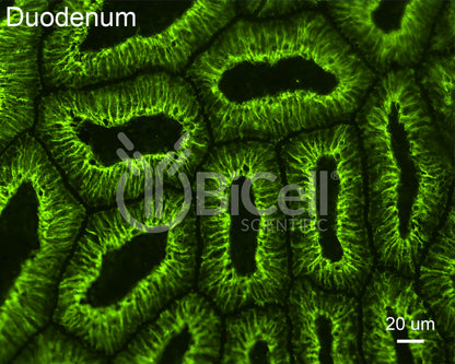 Claudin-7 (CLDN7) Antibody - FFPE Validated
