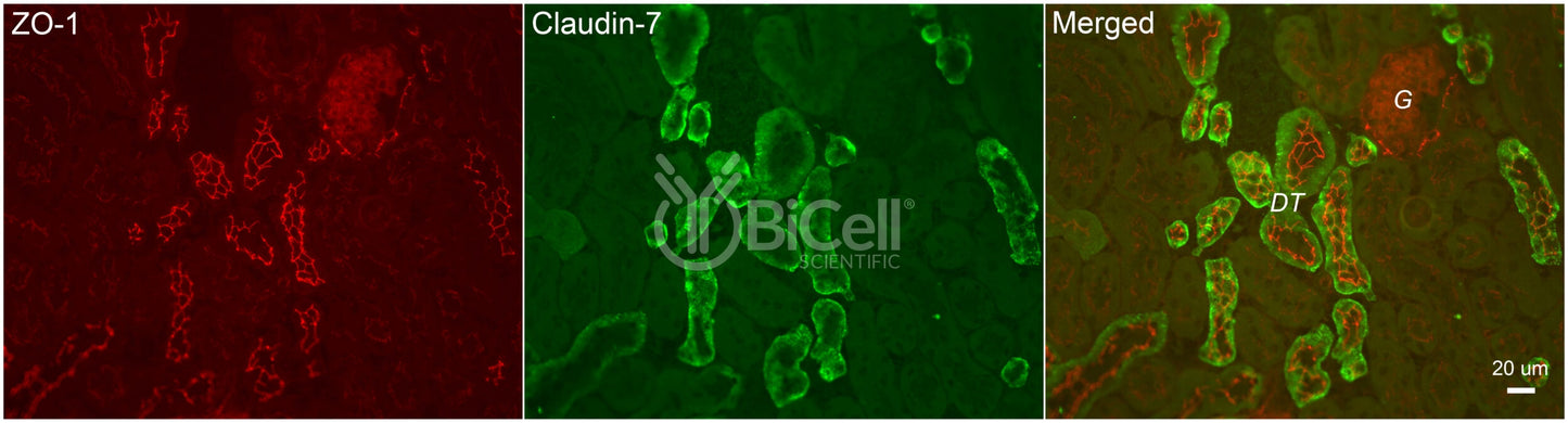 Claudin-7 (CLDN7) Antibody - Western Blot Validated