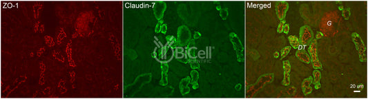Claudin-7 (CLDN7) Antibody - Western Blot Validated