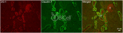 Claudin-7 (CLDN7) Antibody - FFPE Validated