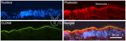 Claudin-9 (CLDN9) Antibody