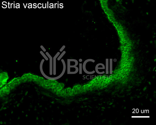 Claudin-9 (CLDN9) Antibody - Western Blot Validated