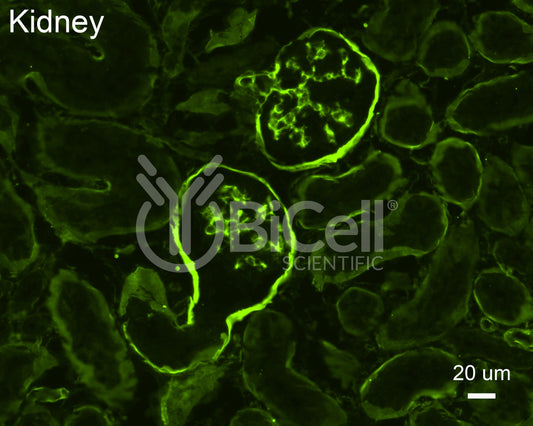 Collagen alpha-1 (IV) (Col4a1) Antibody - FFPE Validated