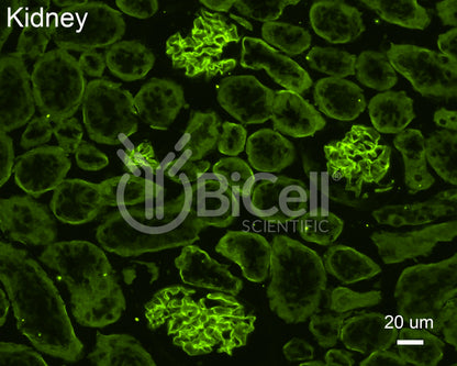 Collagen alpha-4 (IV) (Col4a4) Antibody - Western Blot Validated