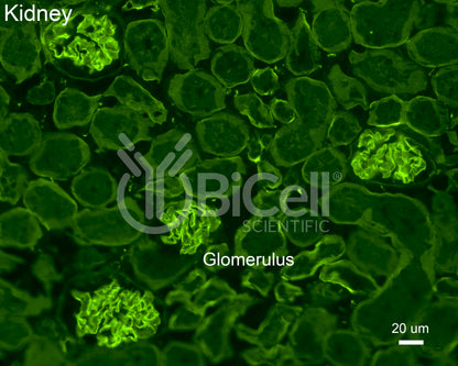 Collagen alpha-5 (IV) (Col4a5) Antibody