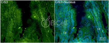 CRB3 (crumbs-3) Antibody - Western Blot Validated