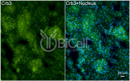 CRB3 (crumbs-3) Antibody - Western Blot Validated
