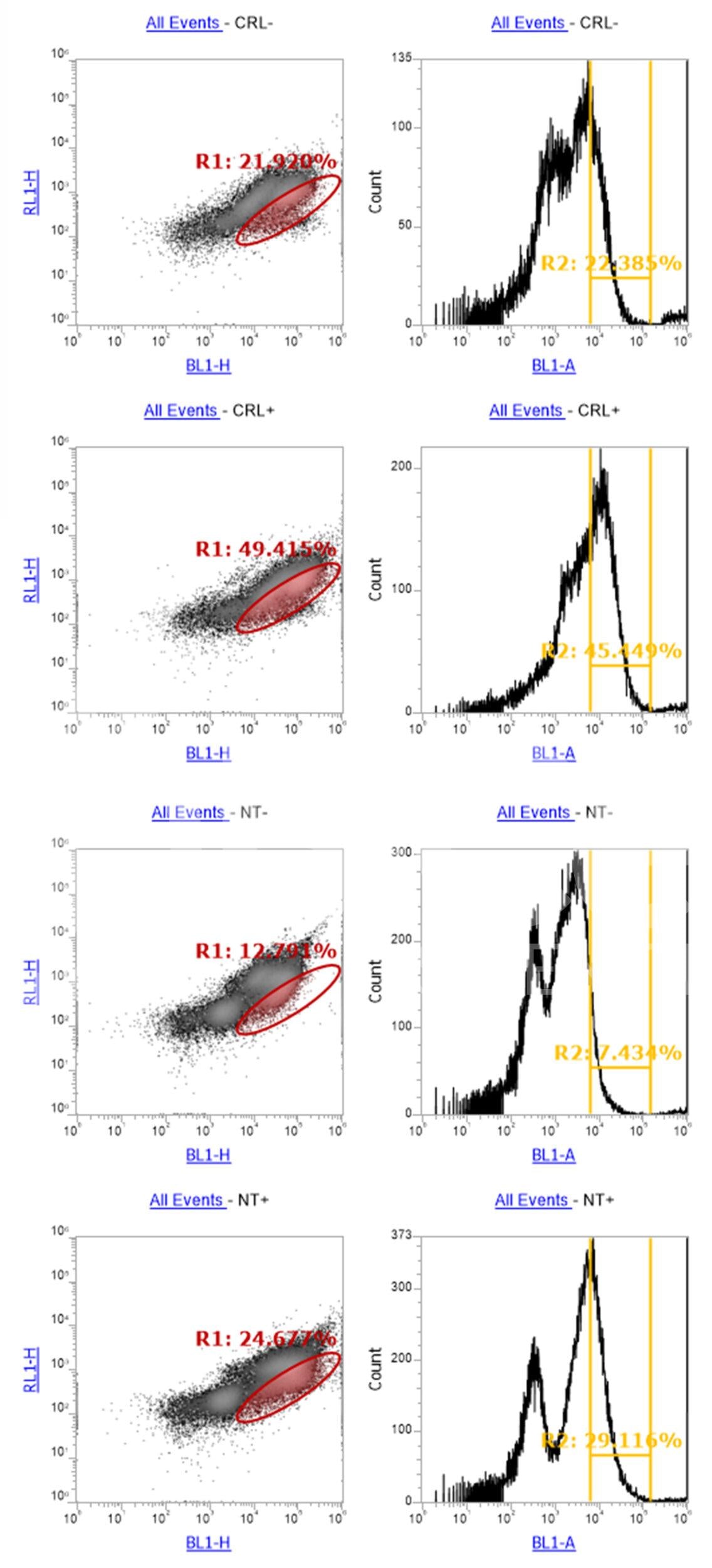 SEZ6 Monoclonal Antibody (B4 Clone) - Western Blot Validated