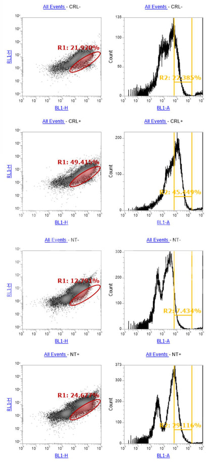 SEZ6 Monoclonal Antibody (B4 Clone) - FFPE Validated