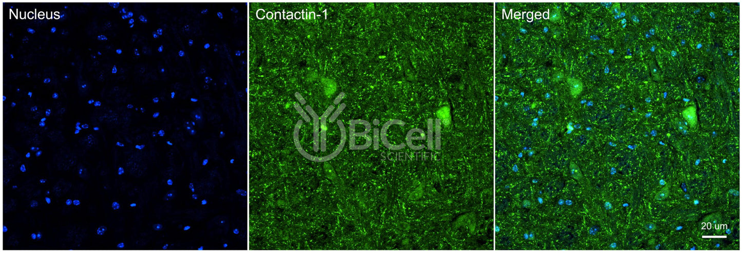 Contactin-1 (CNTN1 or GP135) Antibody - Western Blot Validated
