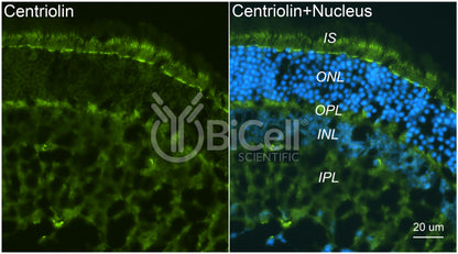 Centriolin (CEP110) Antibody