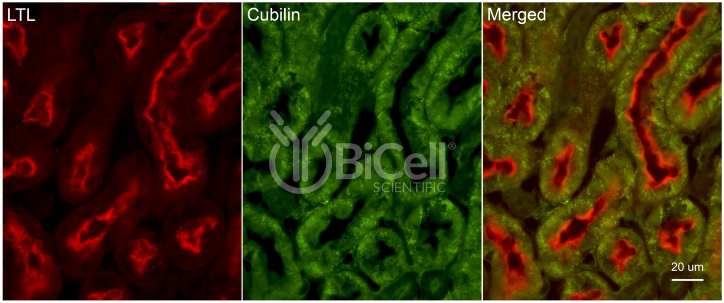 Cubilin (CUBN) Antibody - Western Blot Validated