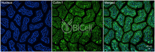 Cullin-1 (Cul1) Antibody - Western Blot Validated
