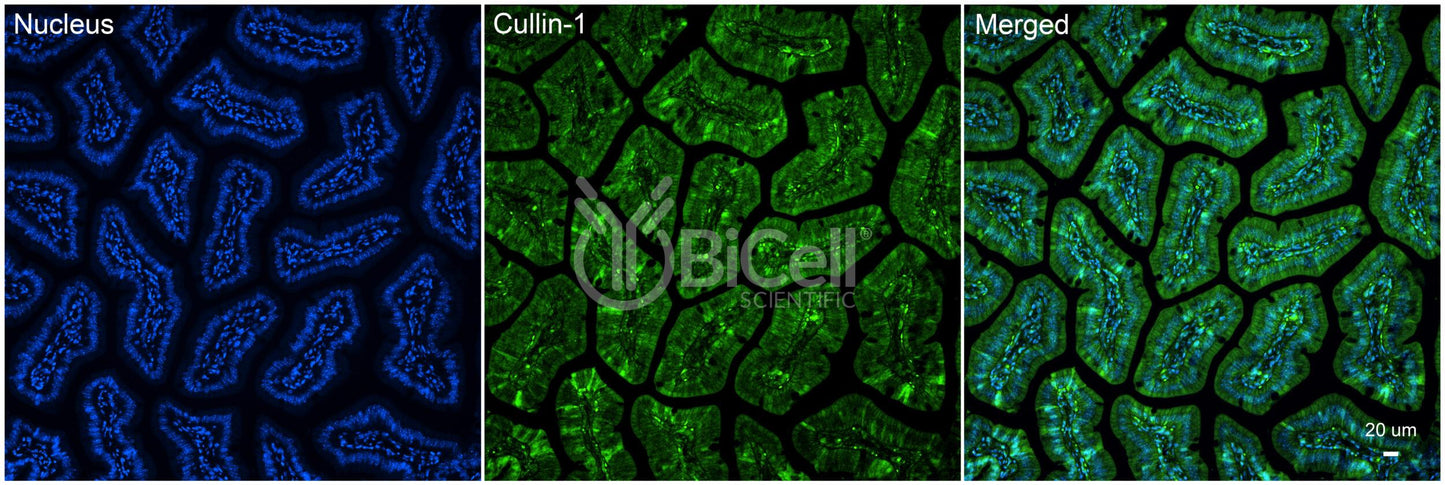 Cullin-1 (Cul1) Antibody - FFPE Validated