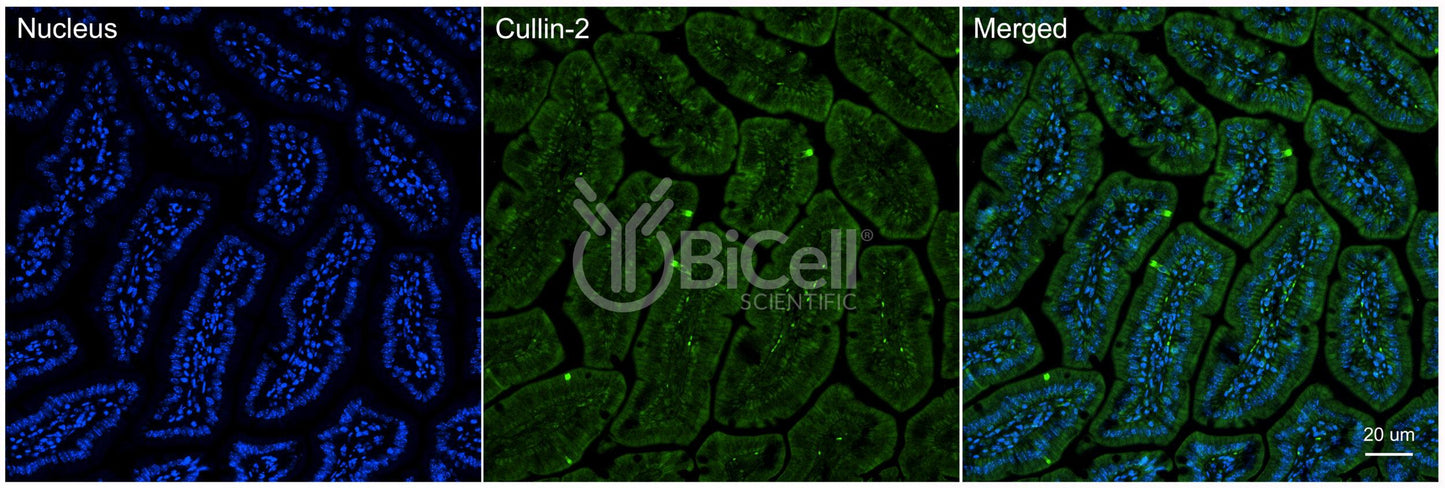 Cullin-2 (Cul2) Antibody - FFPE Validated