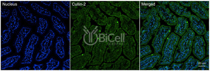 Cullin-2 (Cul2) Antibody