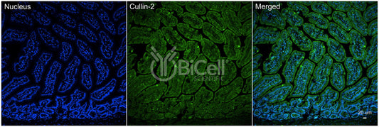 Cullin-2 (Cul2) Antibody