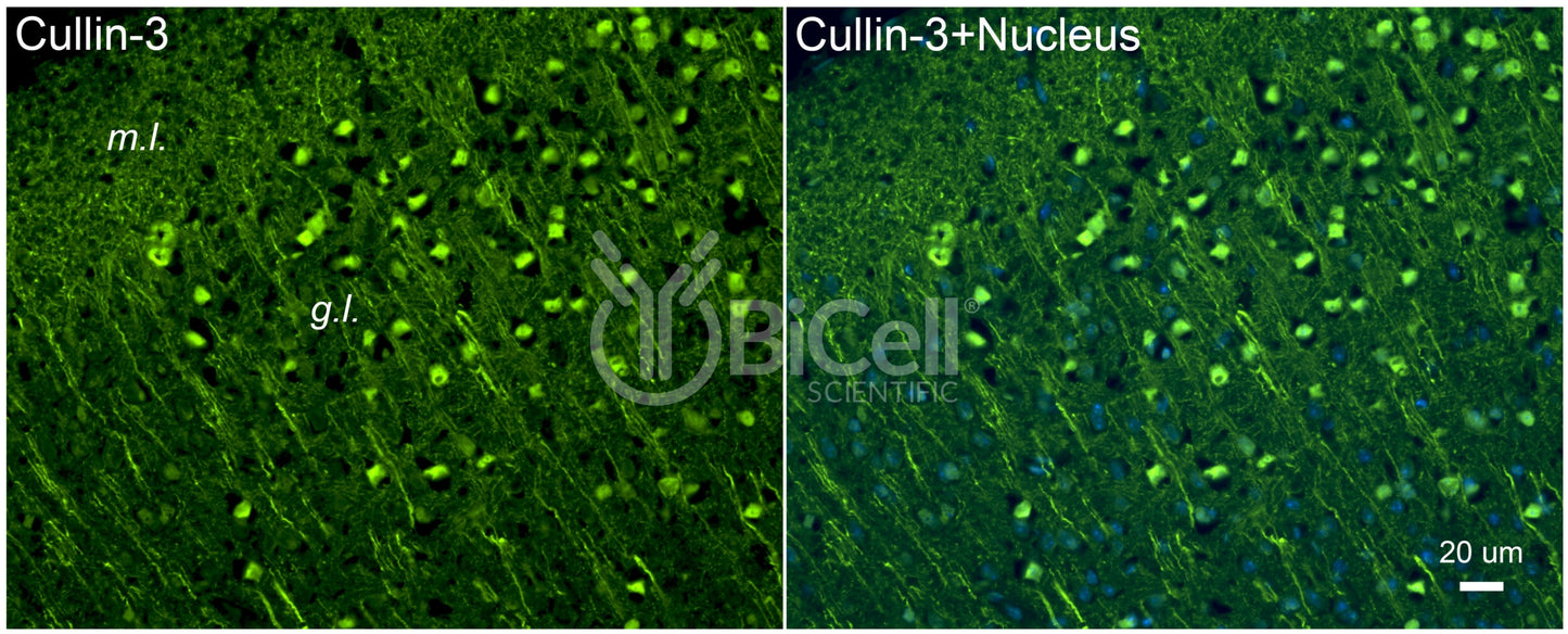 Cullin-3 (Cul3) Antibody