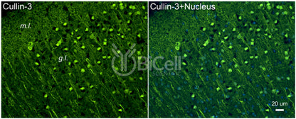 Cullin-3 (Cul3) Antibody