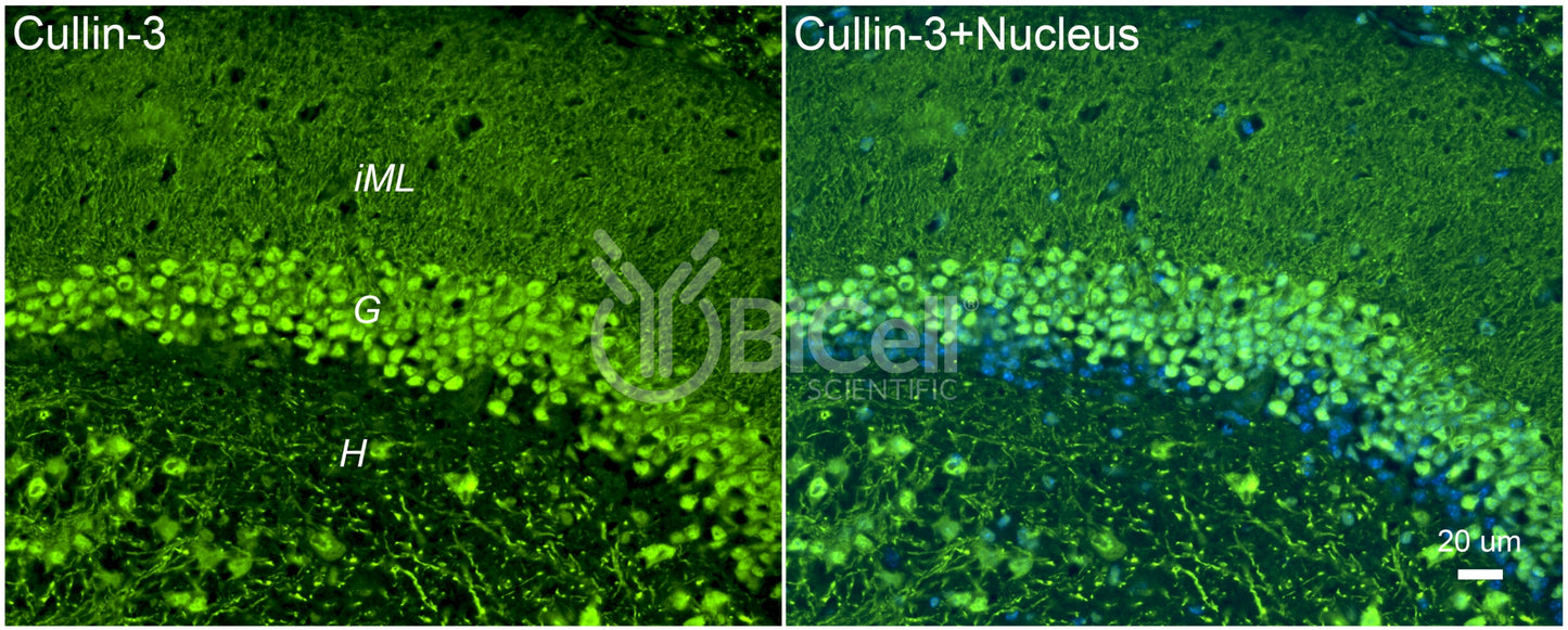 Cullin-3 (Cul3) Antibody