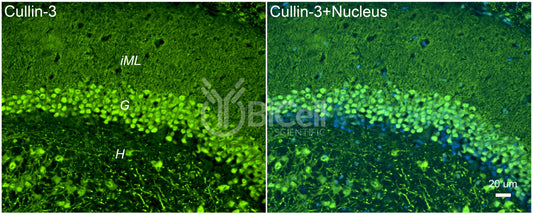 Cullin-3 (Cul3) Antibody