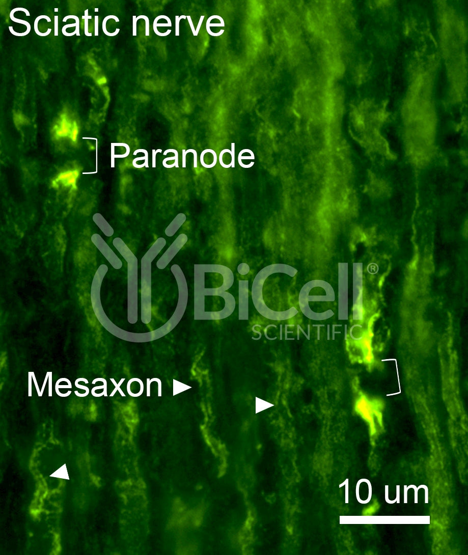 Connexin-29 (Cx29 or Gjc3) Antibody - FFPE Validated