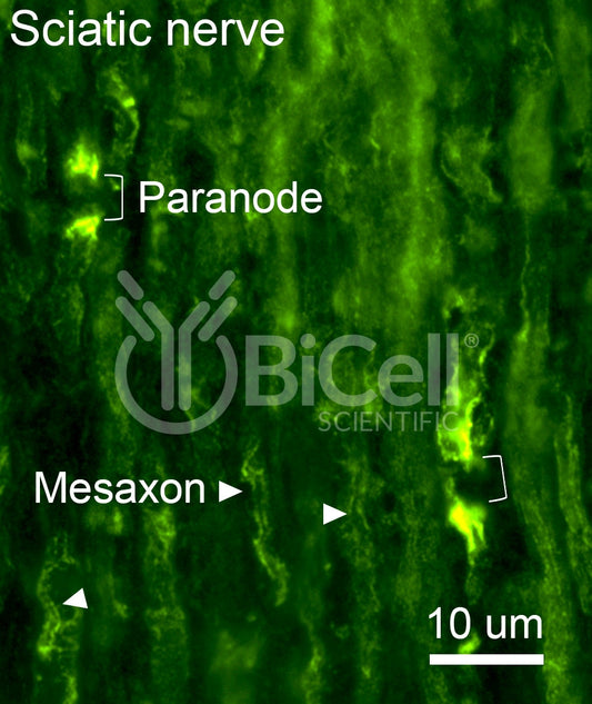 Connexin-29 (Cx29 or Gjc3) Antibody - FFPE Validated