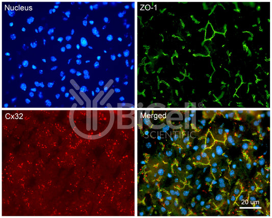 Connexin-32 (Cx32 or Gjb1) Antibody - FFPE Validated