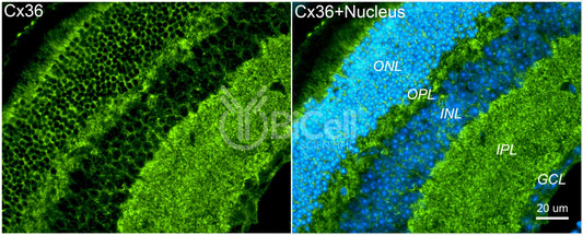Connexin-36 (Cx36 or Gjd2) Antibody - Western Blot Validated