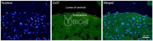 Connexin-37 (Cx37 or Gja4) Antibody - Western Blot Validated