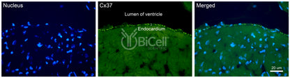 Connexin-37 (Cx37 or Gja4) Antibody