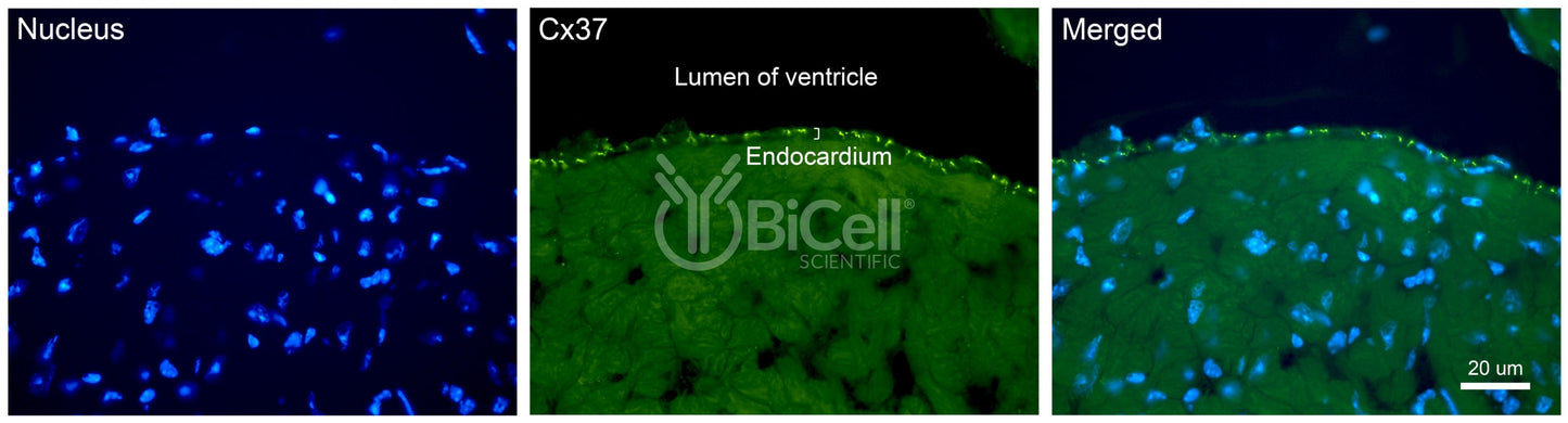 Connexin-37 (Cx37 or Gja4) Antibody - FFPE Validated