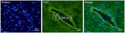 Connexin-37 (Cx37 or Gja4) Antibody