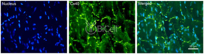 Connexin-40 (Cx40 or Gja5) Antibody