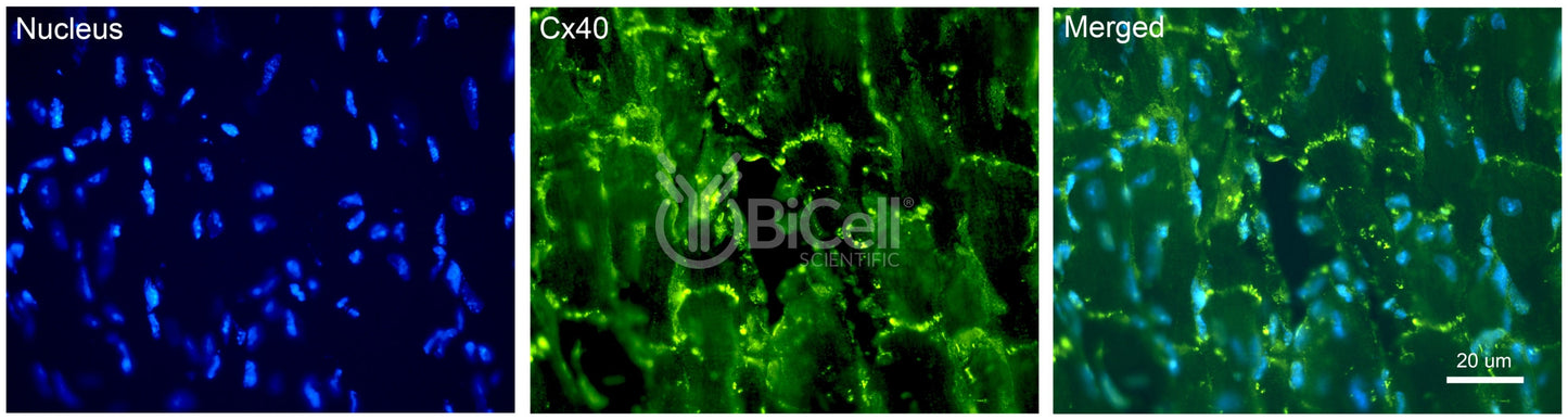 Connexin-40 (Cx40 or Gja5) Antibody - FFPE Validated
