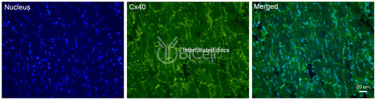 Connexin-40 (Cx40 or Gja5) Antibody - FFPE Validated