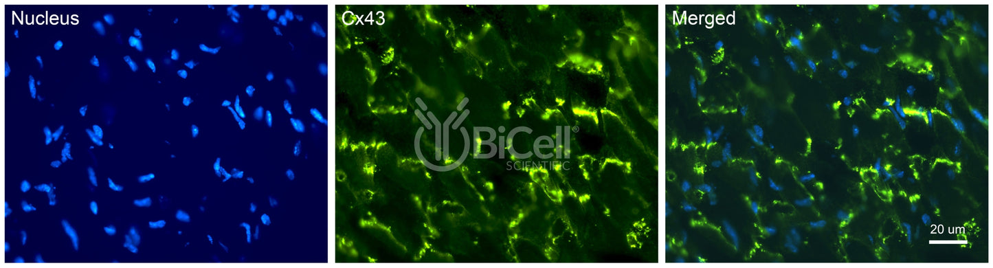 Connexin-43 (Cx43 or Gja1) Antibody