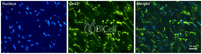 Connexin-43 (Cx43 or Gja1) Antibody - FFPE Validated