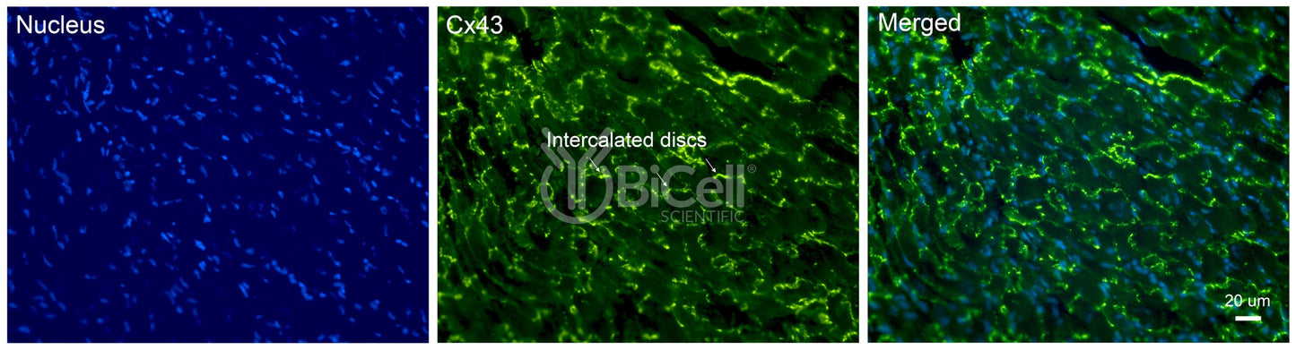 Connexin-43 (Cx43 or Gja1) Antibody