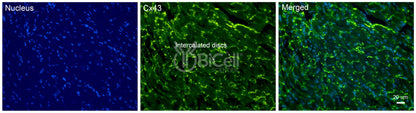 Connexin-43 (Cx43 or Gja1) Antibody