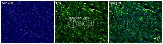 Connexin-43 (Cx43 or Gja1) Antibody