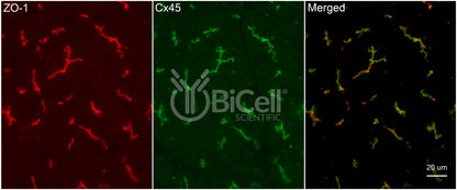 Connexin-45 (Cx45 or Gjc1) Antibody