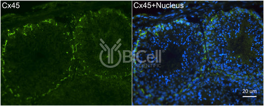 Connexin-45 (Cx45 or Gjc1) Antibody
