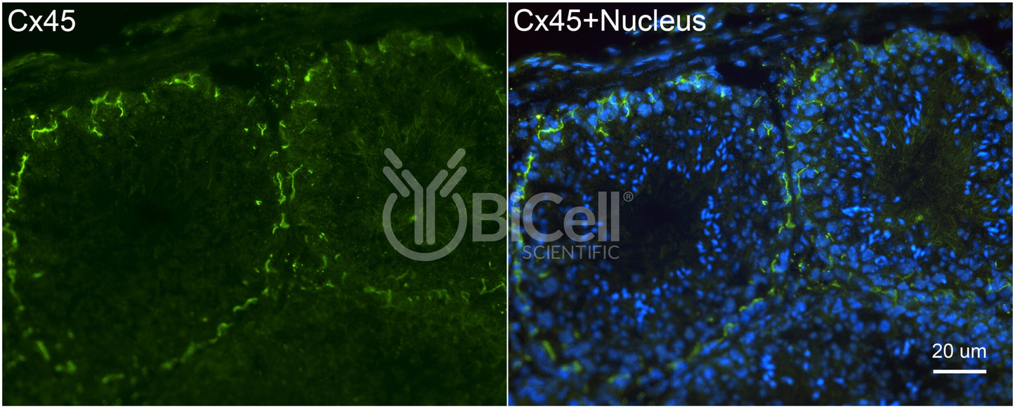 Connexin-45 (Cx45 or Gjc1) Antibody - FFPE Validated