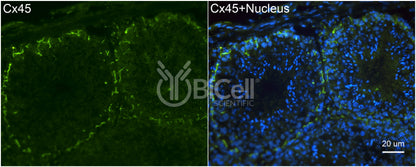 Connexin-45 (Cx45 or Gjc1) Antibody - FFPE Validated
