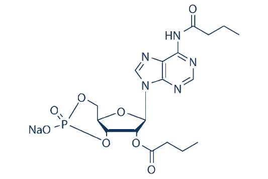Dibutyryl cAMP (db cAMP/Bucladesine)sodium