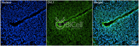 DVL1 (DVL) Antibody - Western Blot Validated